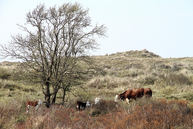 Alma Uitvaartzorg is de duurzame uitvaartonderneming van Het Gooi.